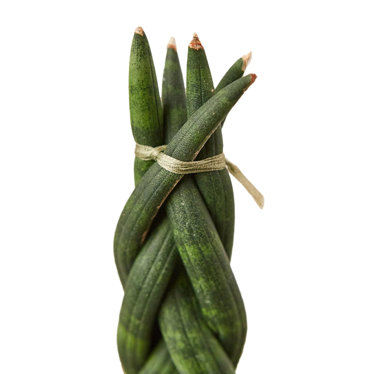 Snake Plant Braided - Mountain Crest Gardens