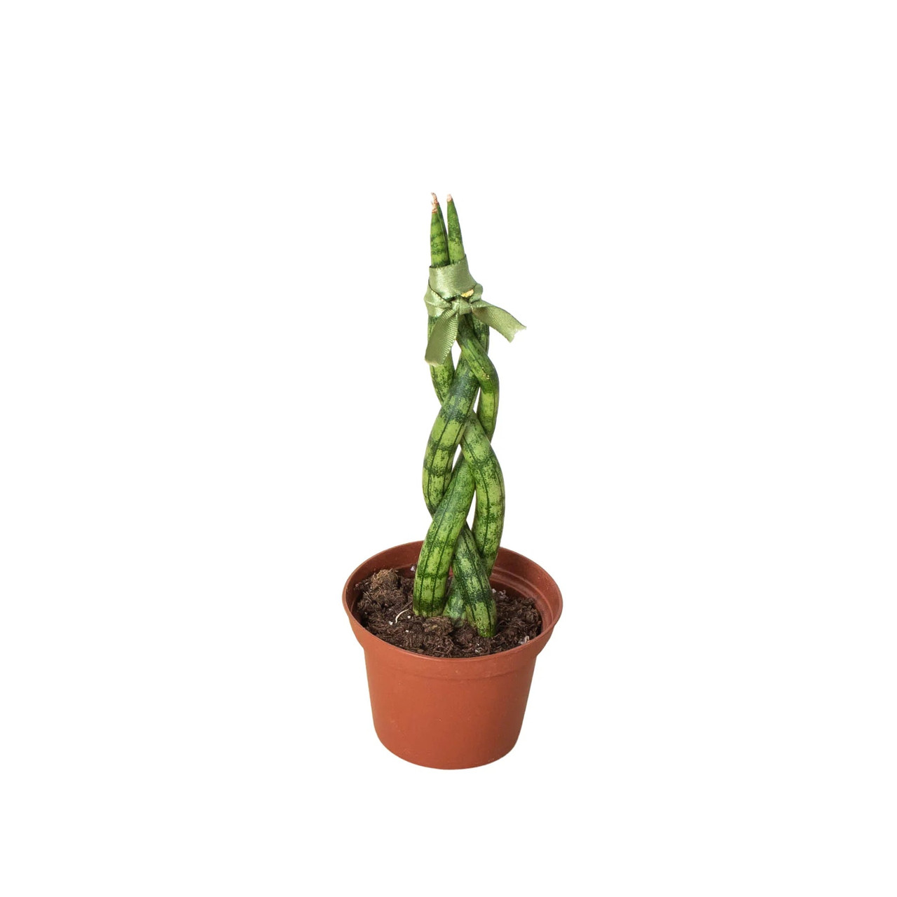 Snake Plant Braided - Mountain Crest Gardens