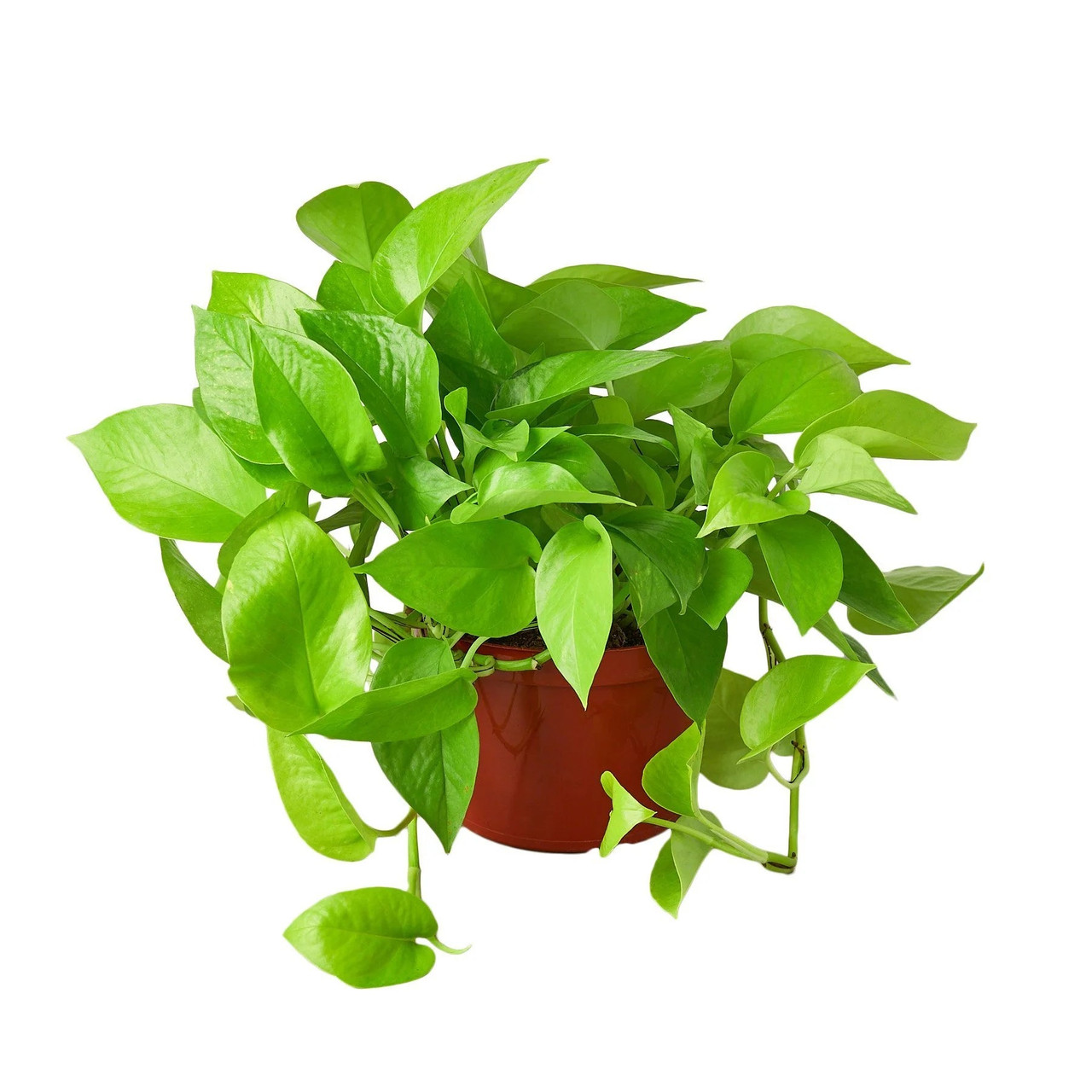 Pothos 'Neon' - Mountain Crest Gardens