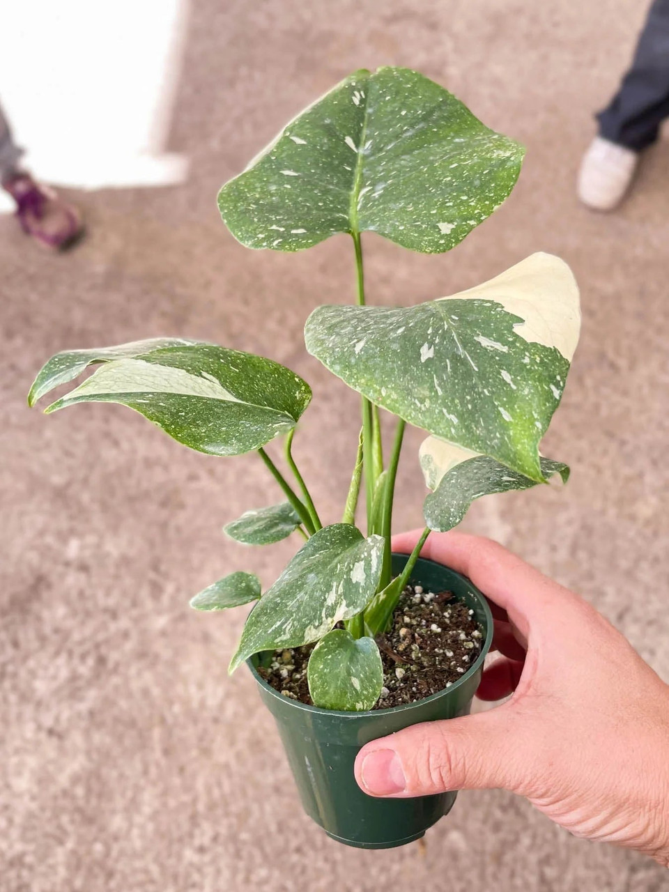 Monstera 'Thai Constellation' - Mountain Crest Gardens