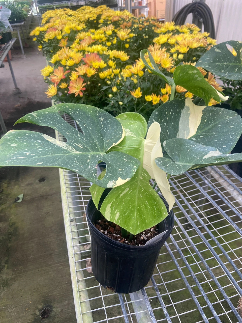 Monstera 'Thai Constellation' - Mountain Crest Gardens