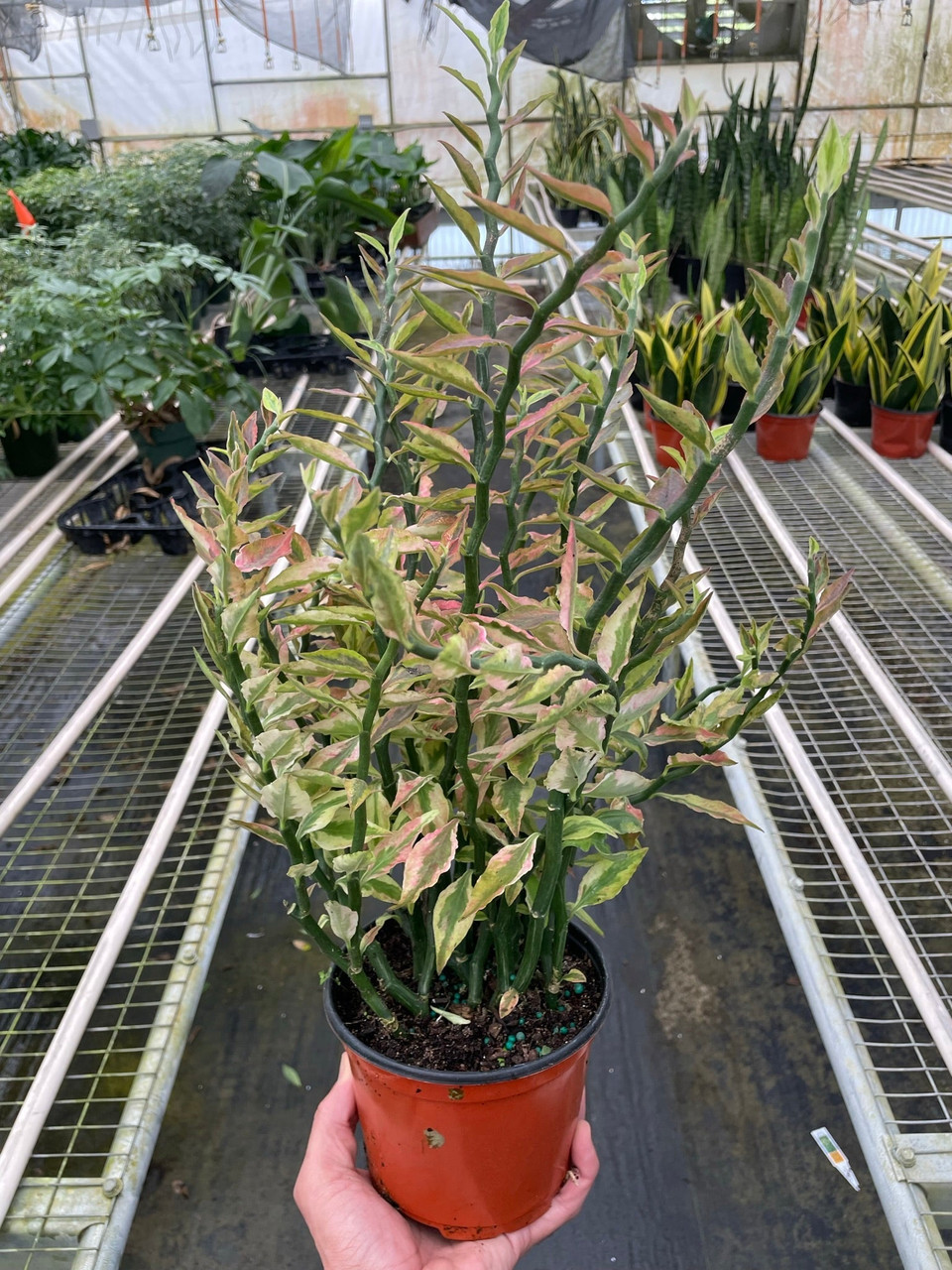 Mountain Crest Gardens Devil's Backbone Euphorbia - Thumbnail 4