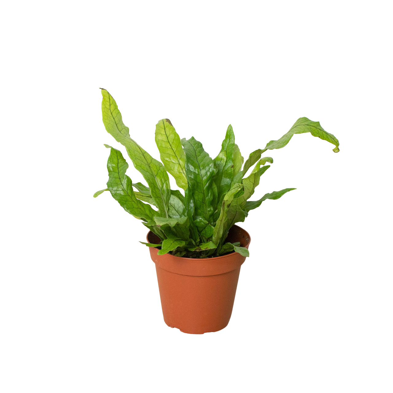 glass cloche plants Tall Glass Cloche and Mango Wood Terrarium with real plants, Nkuku – The  Art of Succulents main image 1