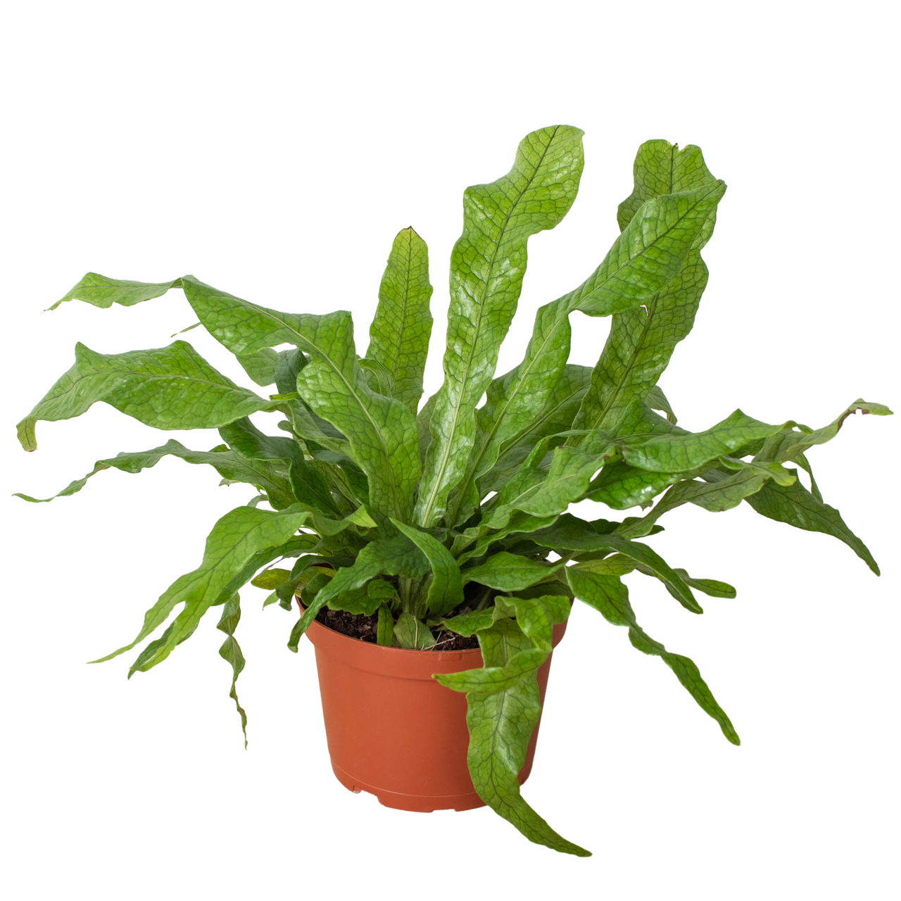 Fern 'Crocodile' - Mountain Crest Gardens