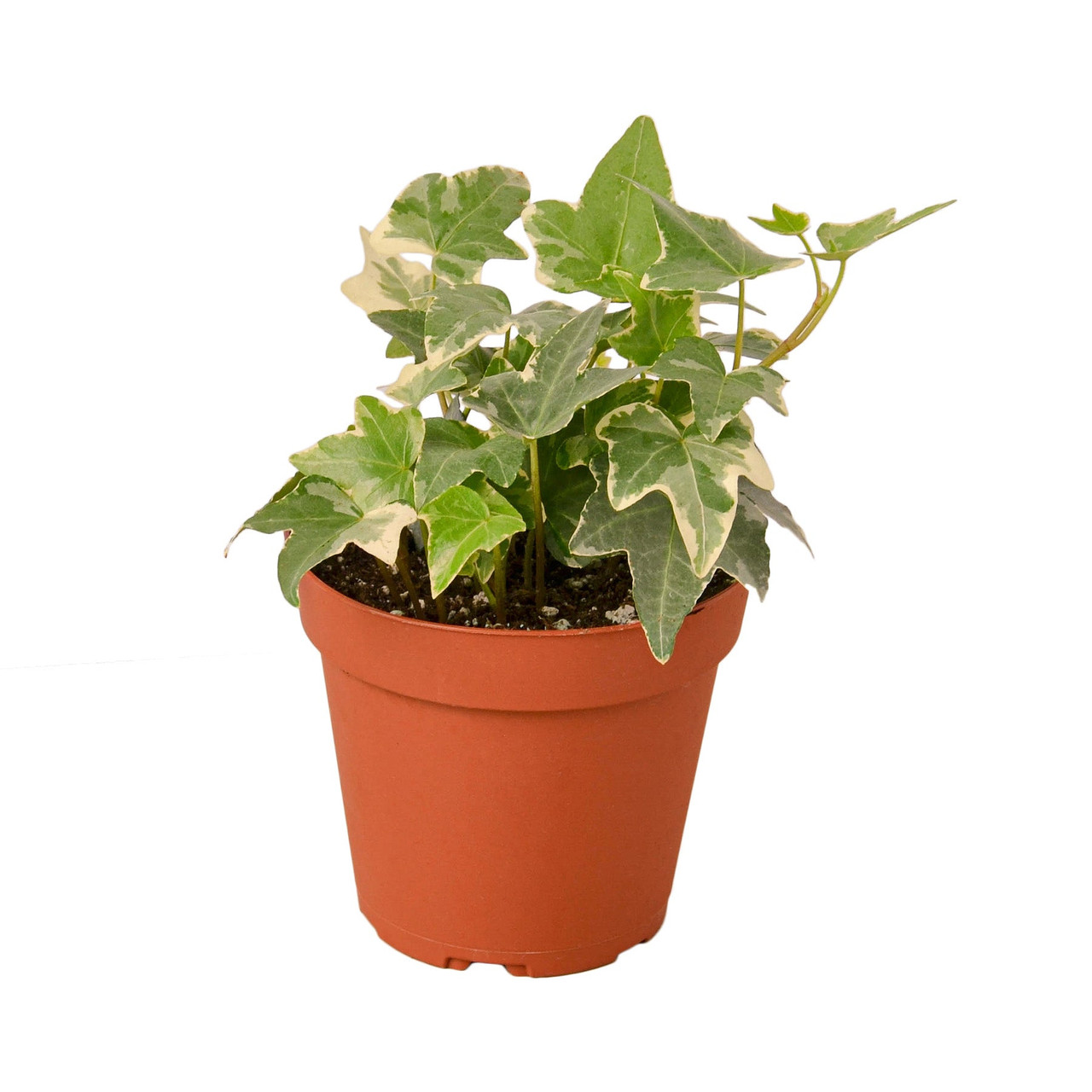 English Ivy 'Glacier' - Mountain Crest Gardens