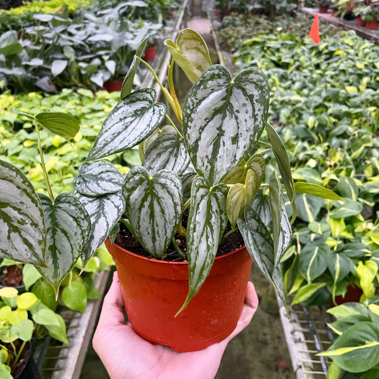 Philodendron 'Brandi' - Mountain Crest Gardens