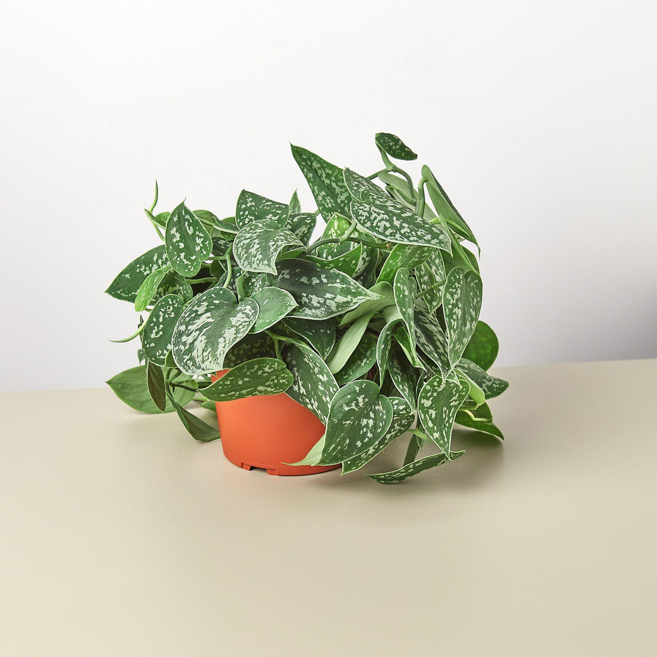 Mountain Crest Gardens Pothos Satin - Thumbnail 2