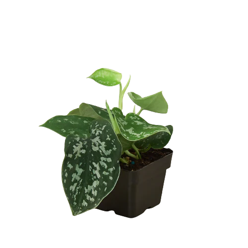 Mountain Crest Gardens Pothos Satin - Thumbnail 4