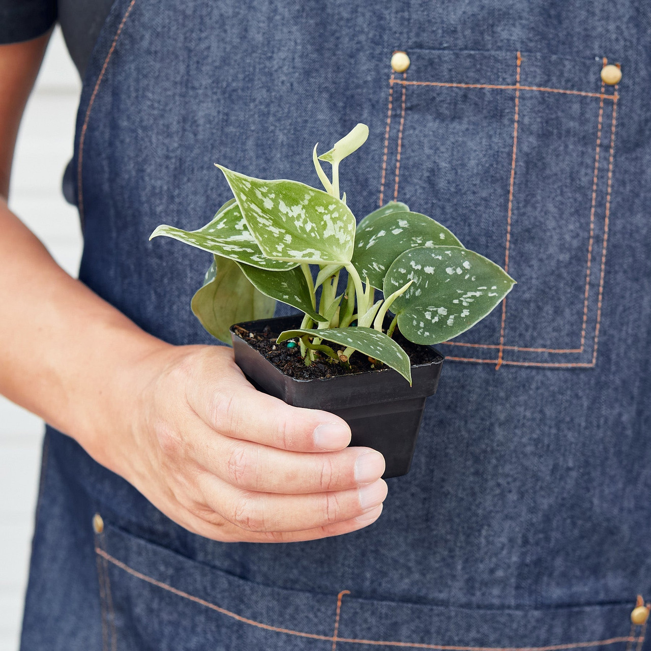 Mountain Crest Gardens Pothos Satin