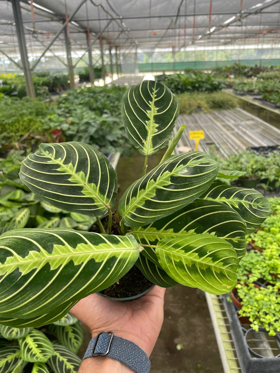 Maranta 'Lemon Lime' - Mountain Crest Gardens