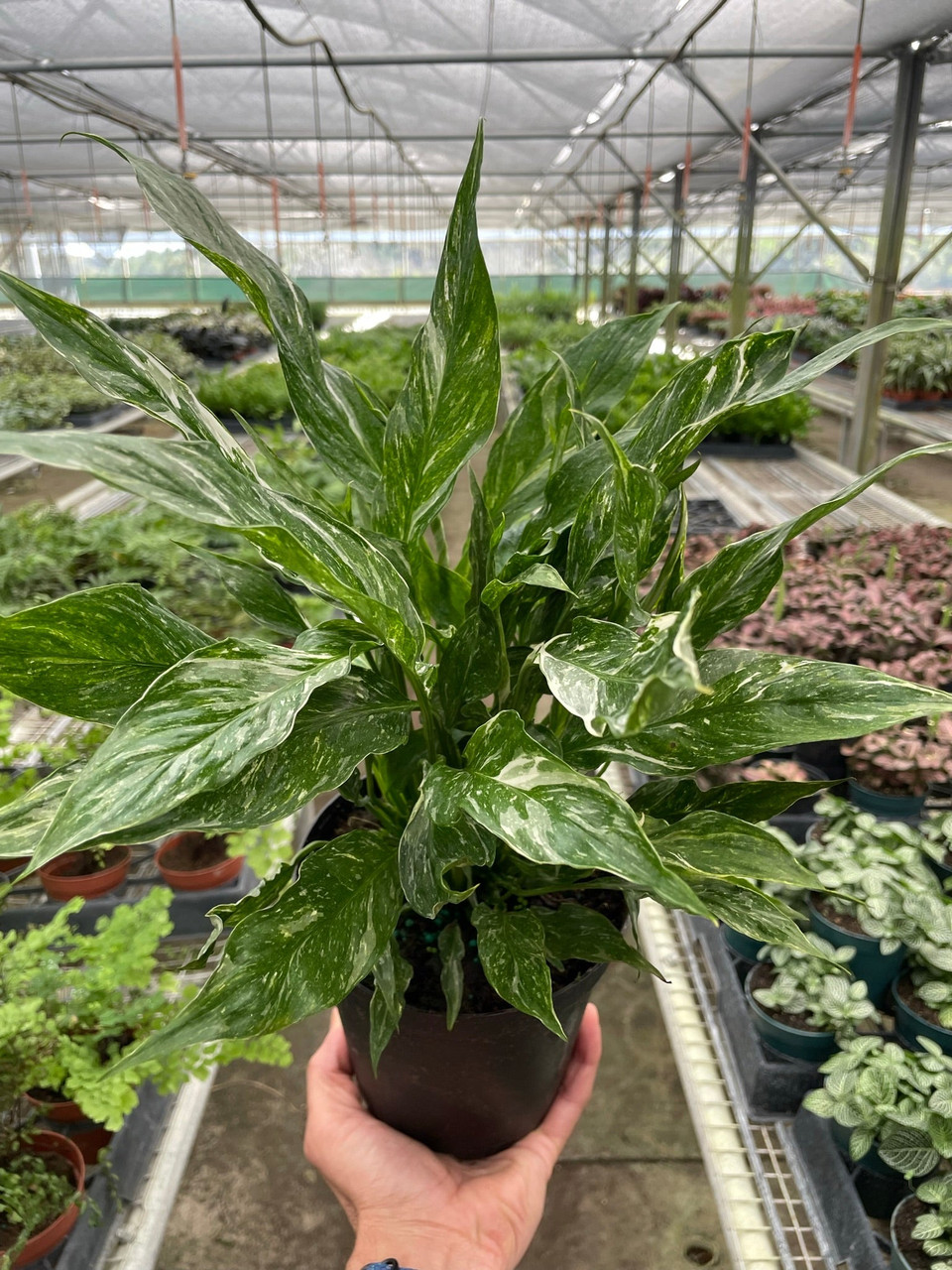 Variegated Spathiphyllum 'Domino' - Mountain Crest Gardens
