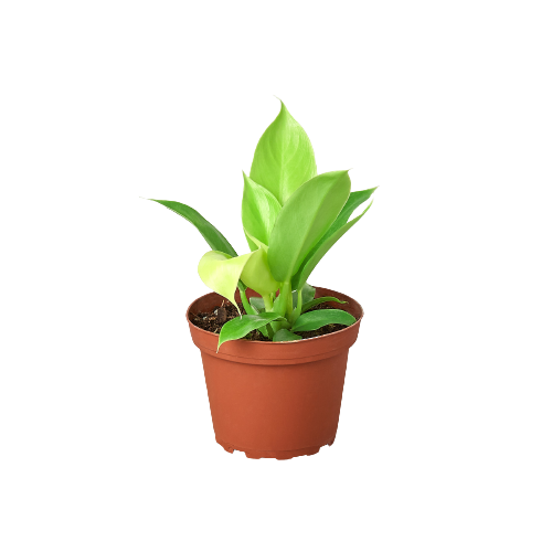 Philodendron 'Moonlight' - Thumbnail 2