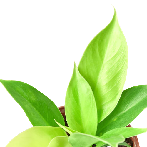 Philodendron 'Moonlight'