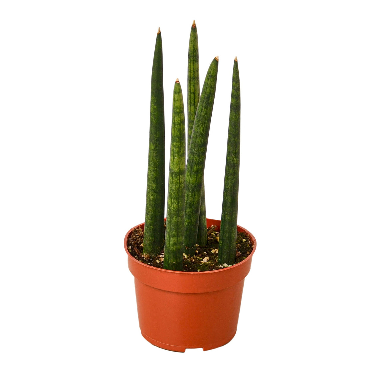 Mountain Crest Gardens Snake Plant Cylindrica - Thumbnail 3