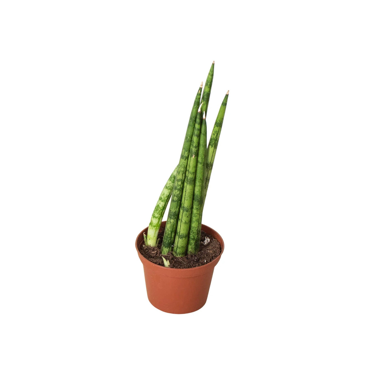 Snake Plant Cylindrica | 4" Pot