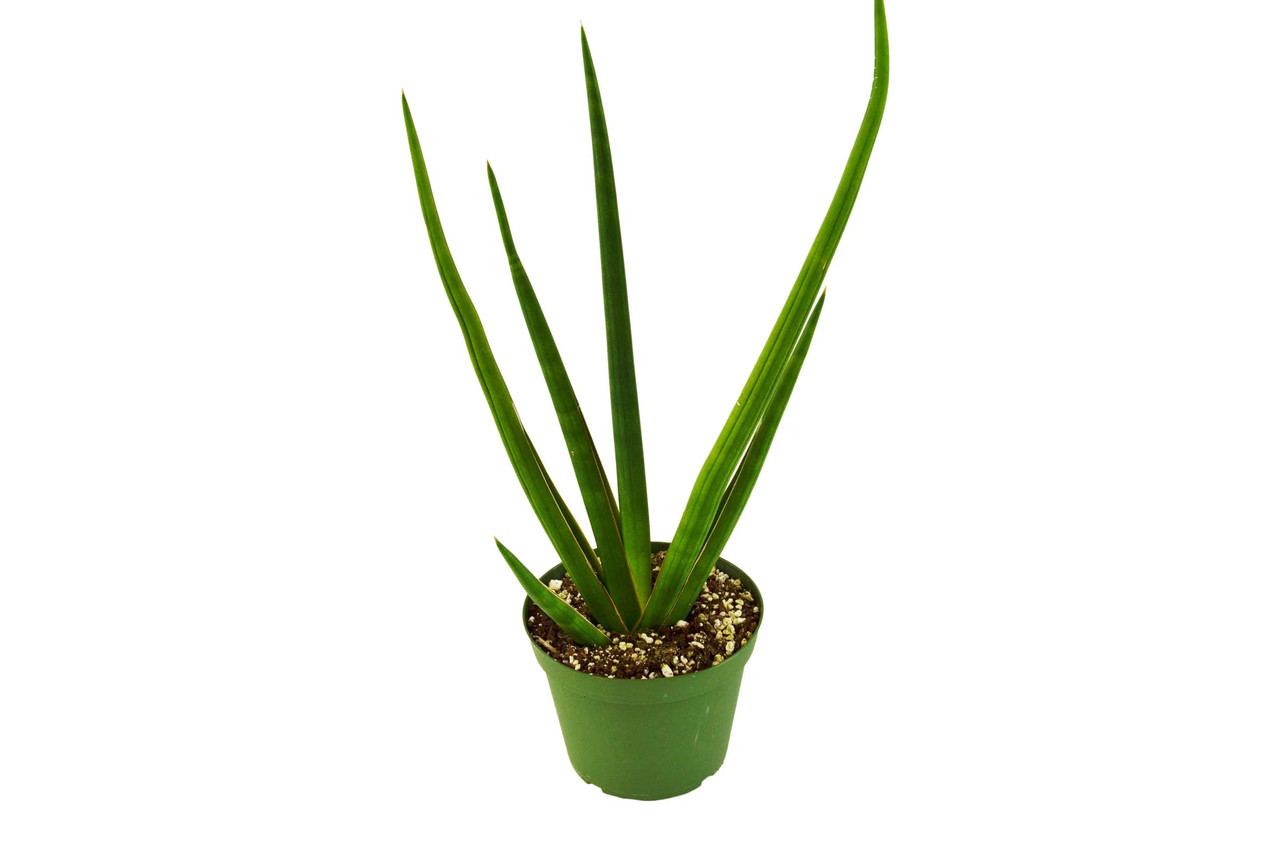 Snake Plant Cylindrica - Mountain Crest Gardens