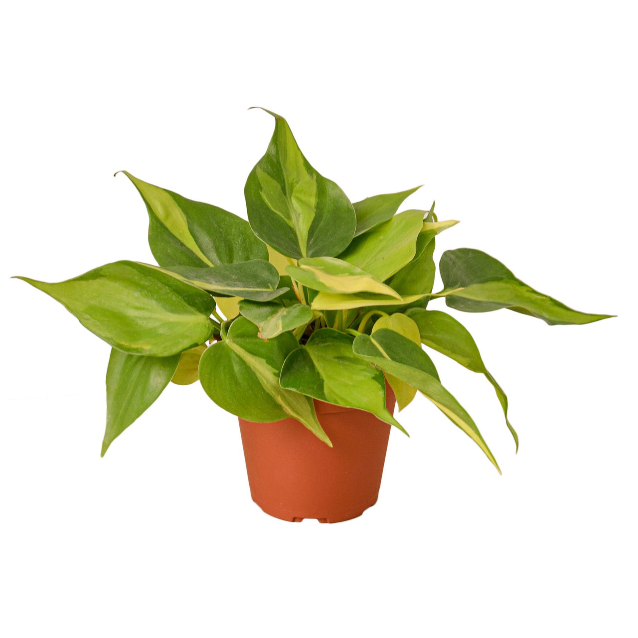 large garden planter pots 9
