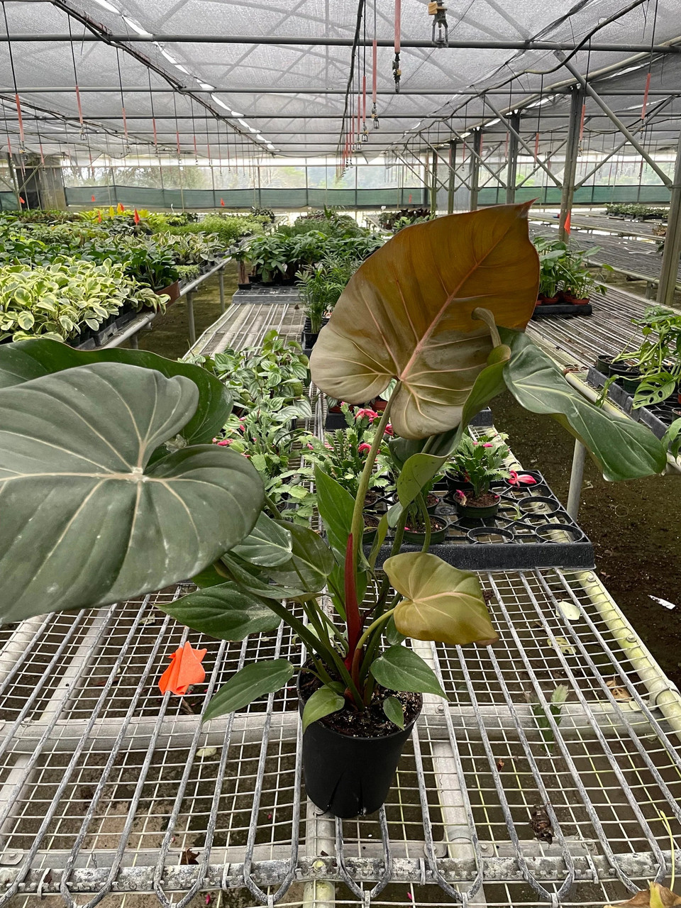 Philodendron 'Summer Glory' - Mountain Crest Gardens