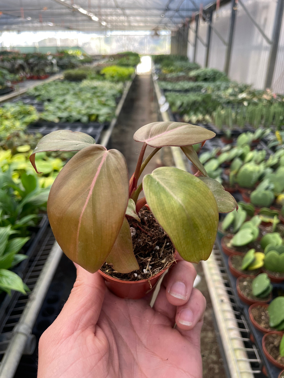 Philodendron 'Summer Glory' - Mountain Crest Gardens