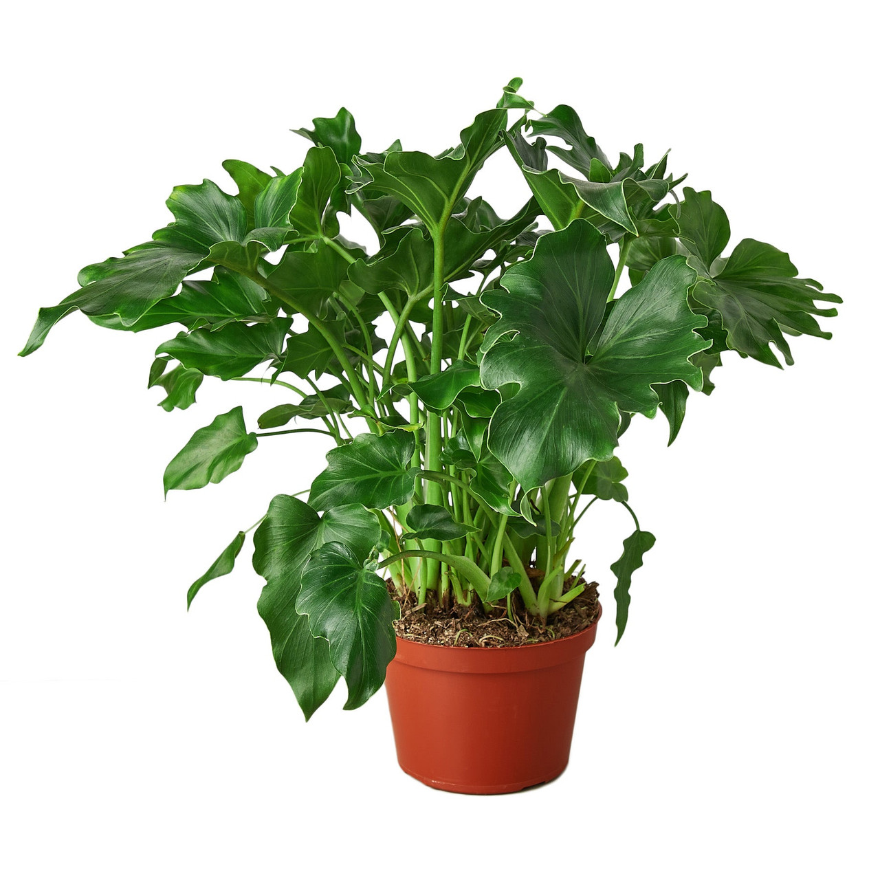 Mountain Crest Gardens Philodendron Little Hope - Thumbnail 5