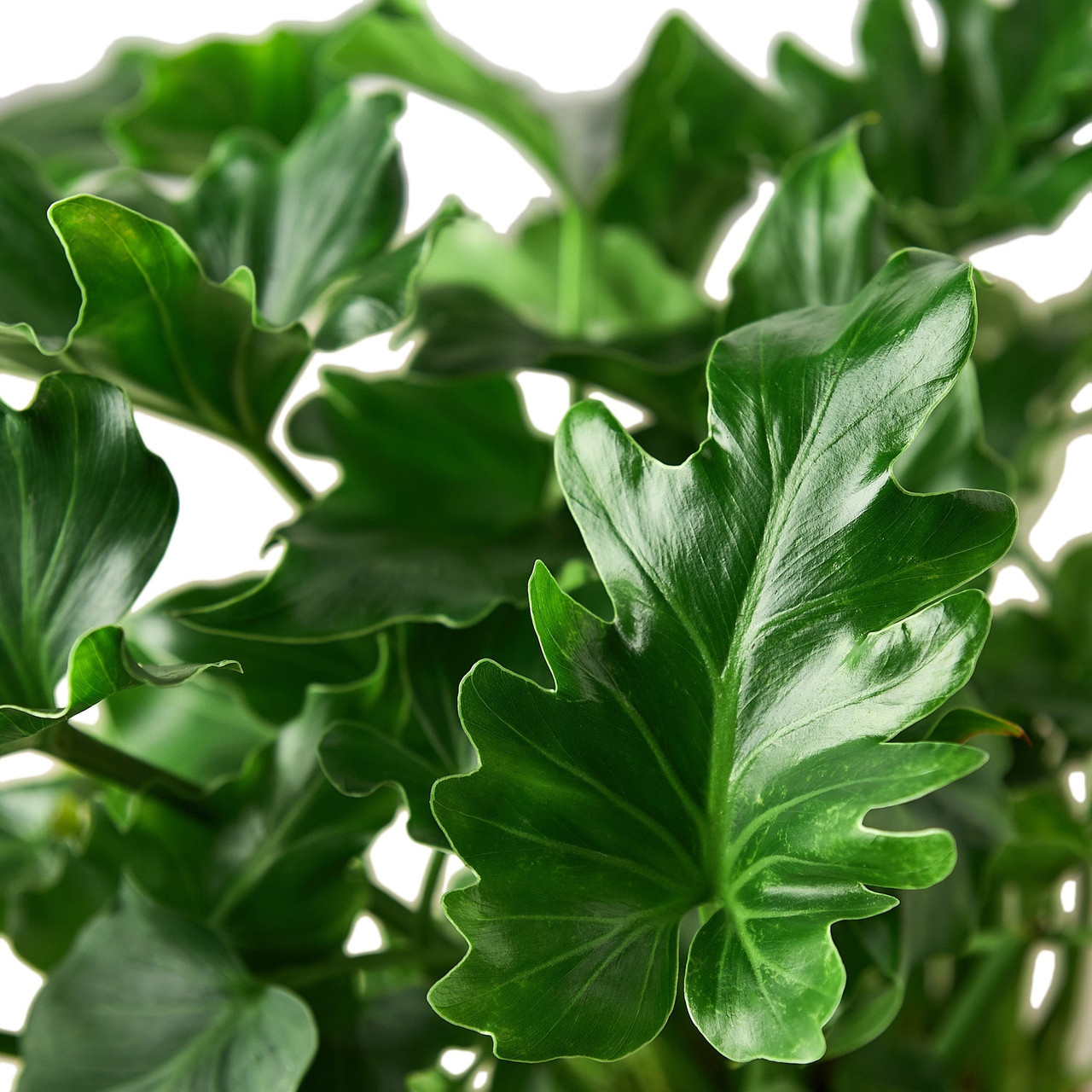Mountain Crest Gardens Philodendron Little Hope