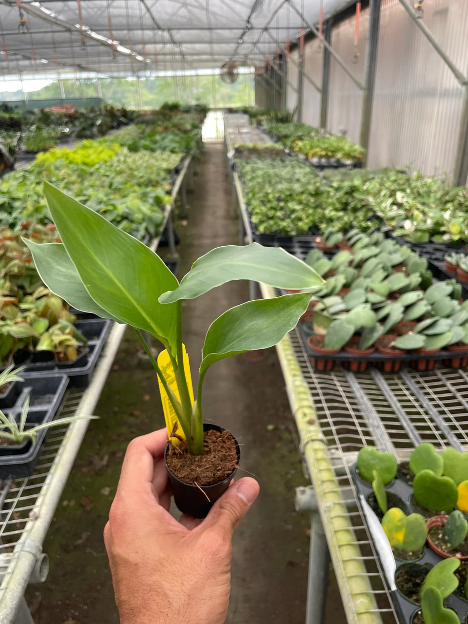 Pianta D'Appartamento Baby Strelitzia Nicolai – Uccello Del Paradiso, Foglie Verdi, Pianta Da Interno