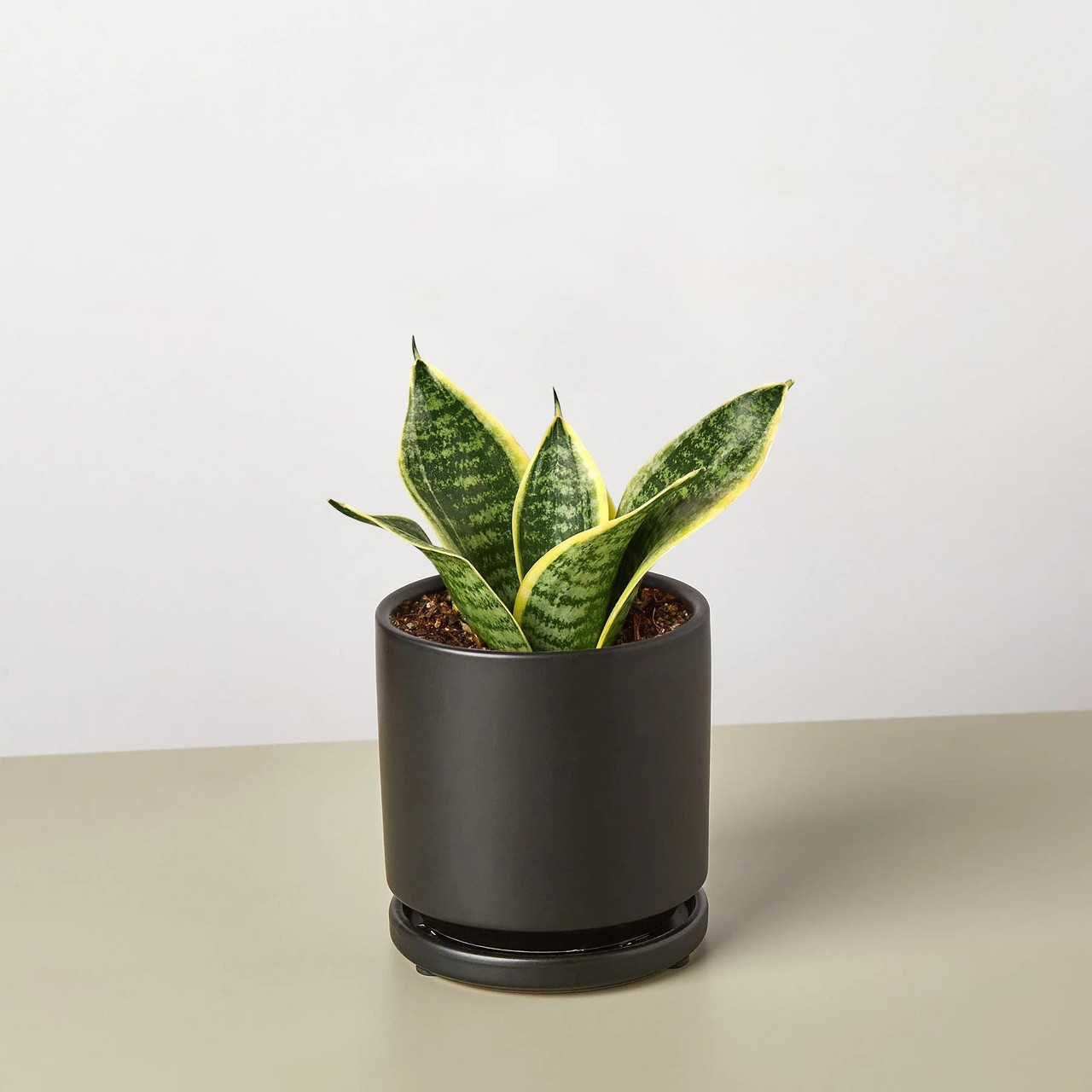 taxus baccata 80/100 preis Heimische Eibe