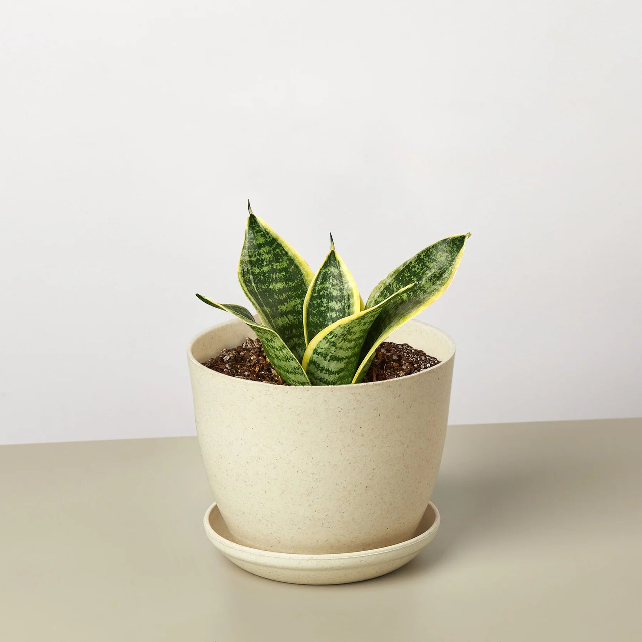 zenzi zz plant ZZ Zenzi - House Plants - Plant Shop main image 0