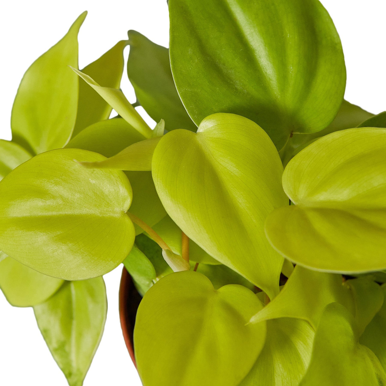 zz plant variegated Extra Large Variegated ZZ