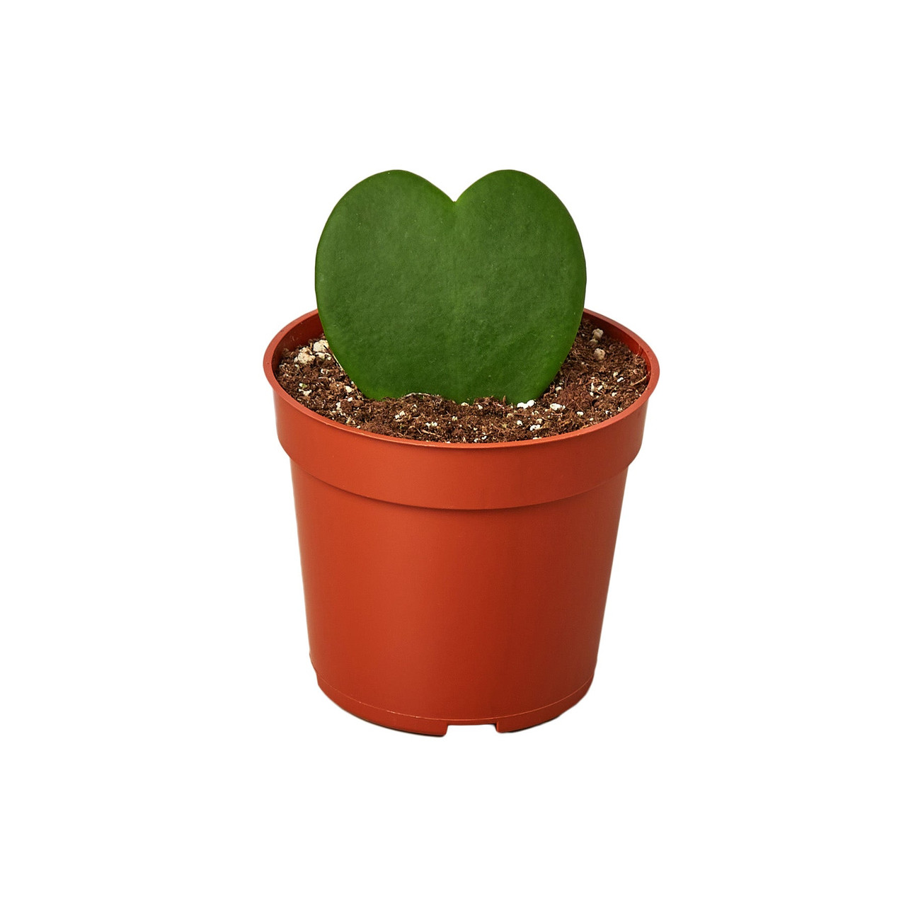 Mountain Crest Gardens Hoya Sweetheart