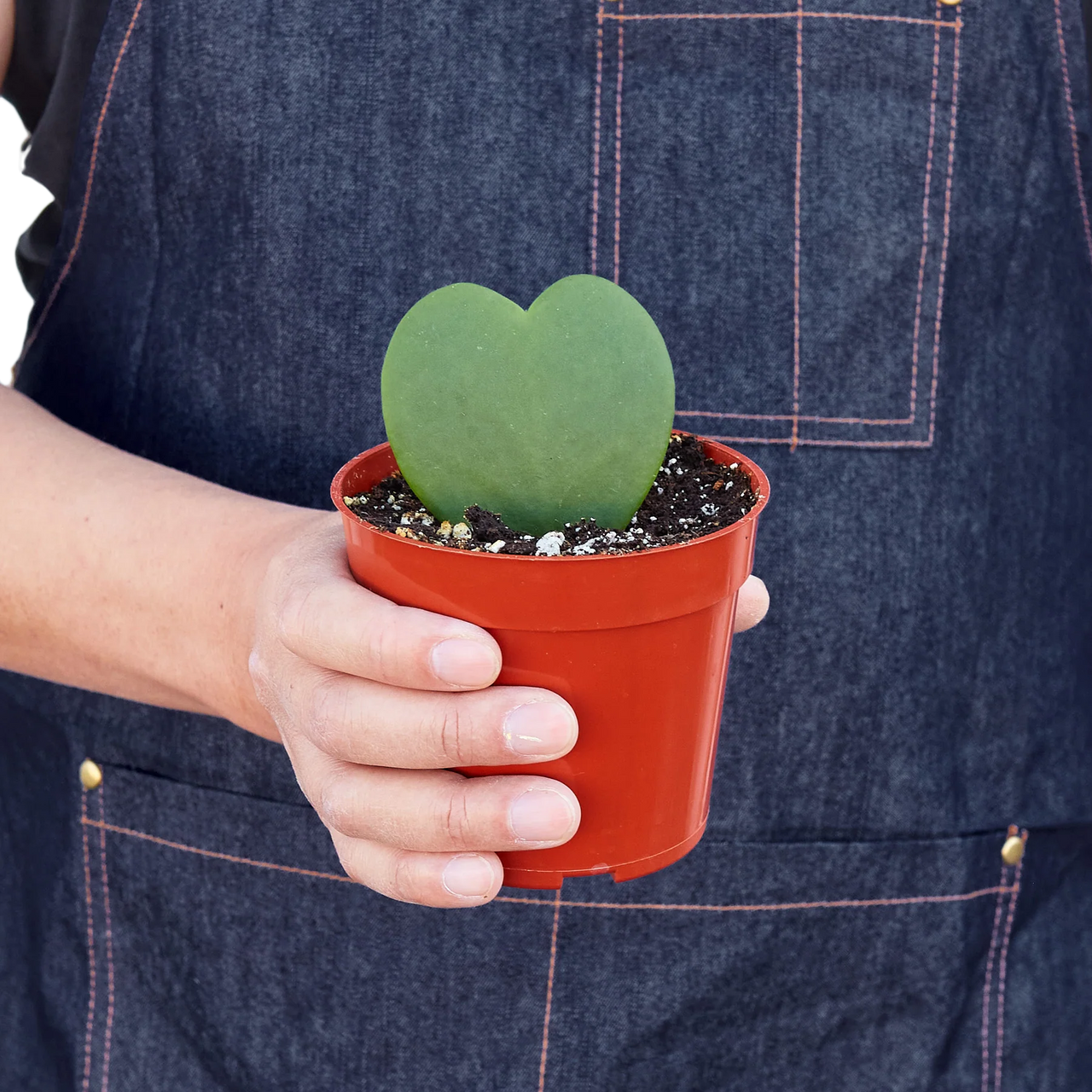 Mountain Crest Gardens Hoya Sweetheart - Thumbnail 2