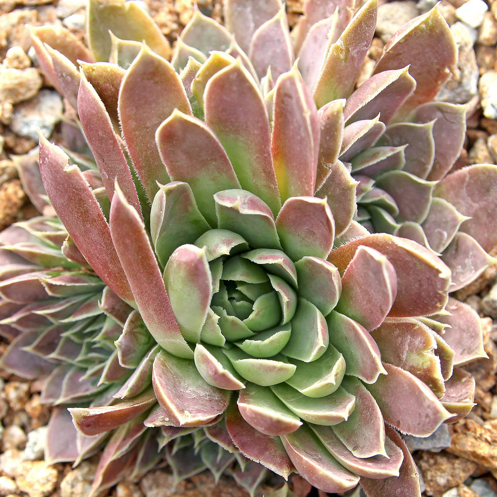 Sempervivum heuffelii 'Purple Haze' - Mountain Crest Gardens