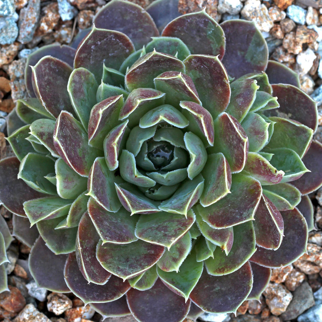 Sempervivum heuffelii 'Purple Haze' - Mountain Crest Gardens