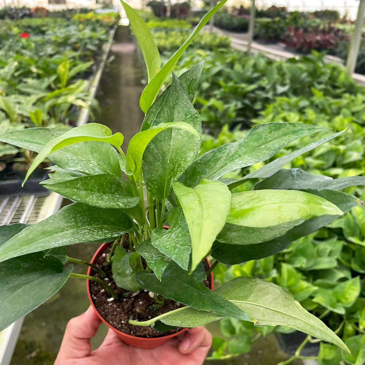 Pothos Skeleton Key - Mountain Crest Gardens