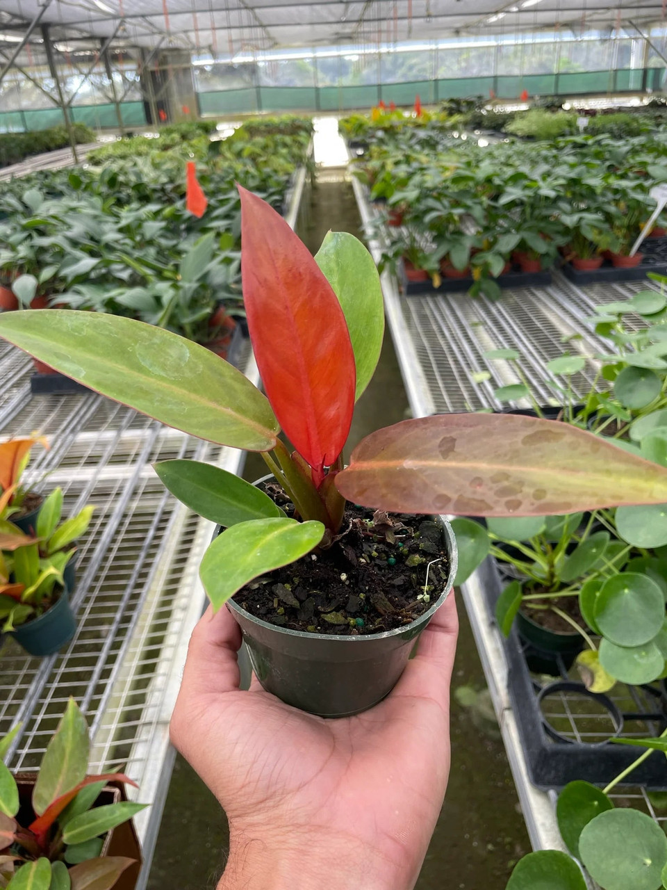 Mountain Crest Gardens Philodendron Cardinal