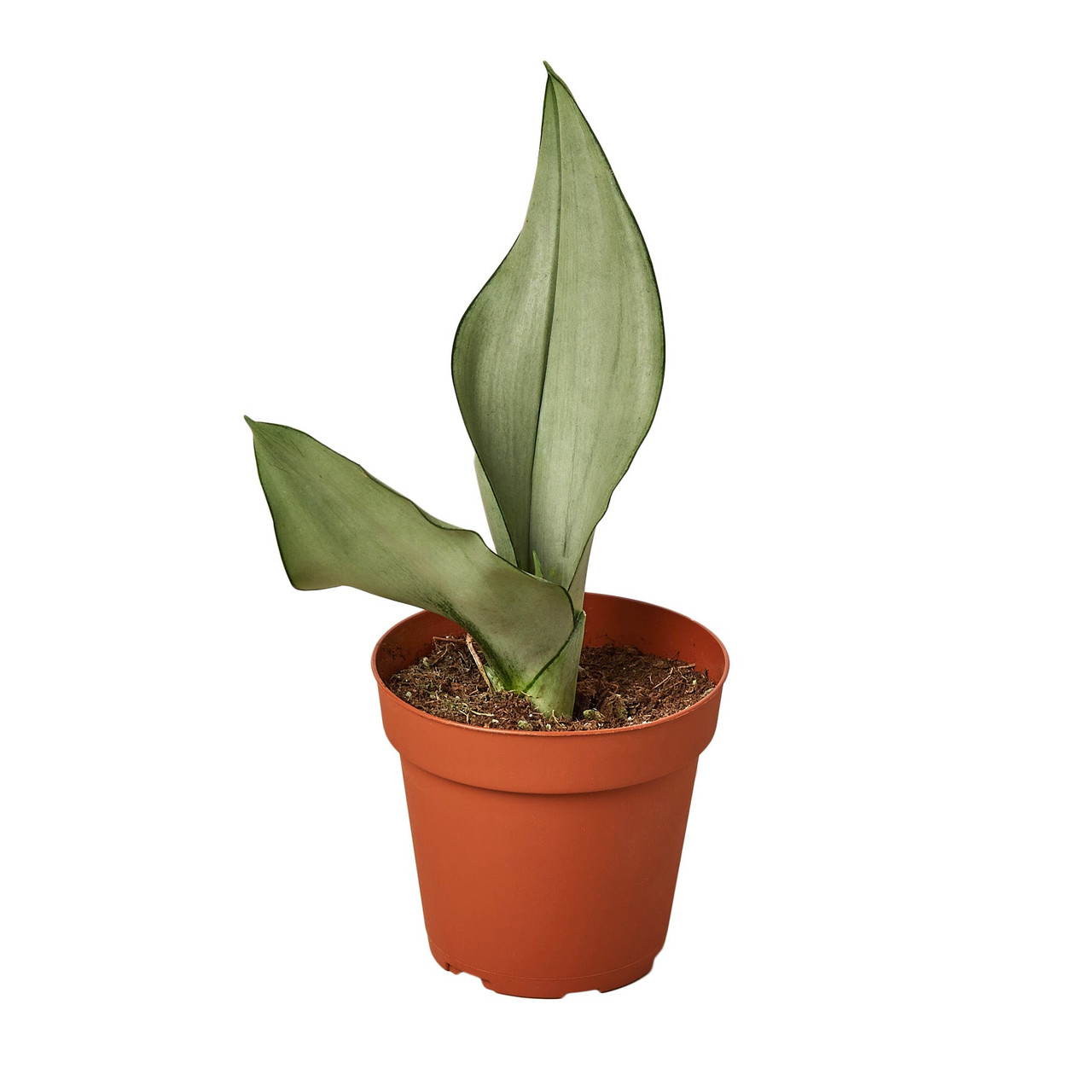 Mountain Crest Gardens Snake Plant Moonshine