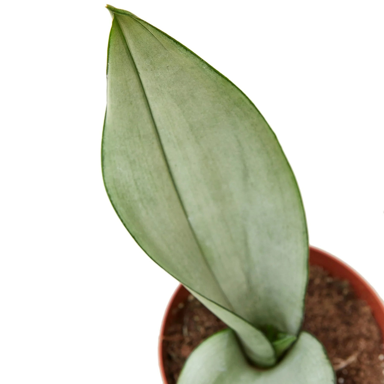 Mountain Crest Gardens Snake Plant Moonshine - Thumbnail 4