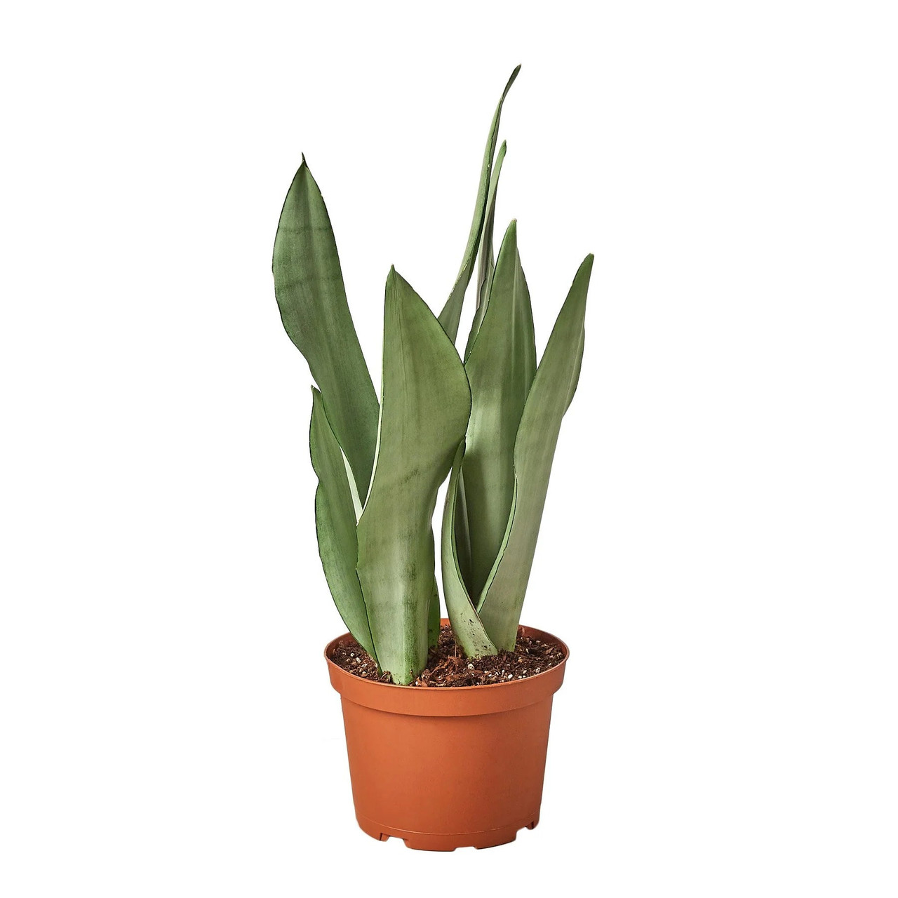 Mountain Crest Gardens Snake Plant Moonshine - Thumbnail 3
