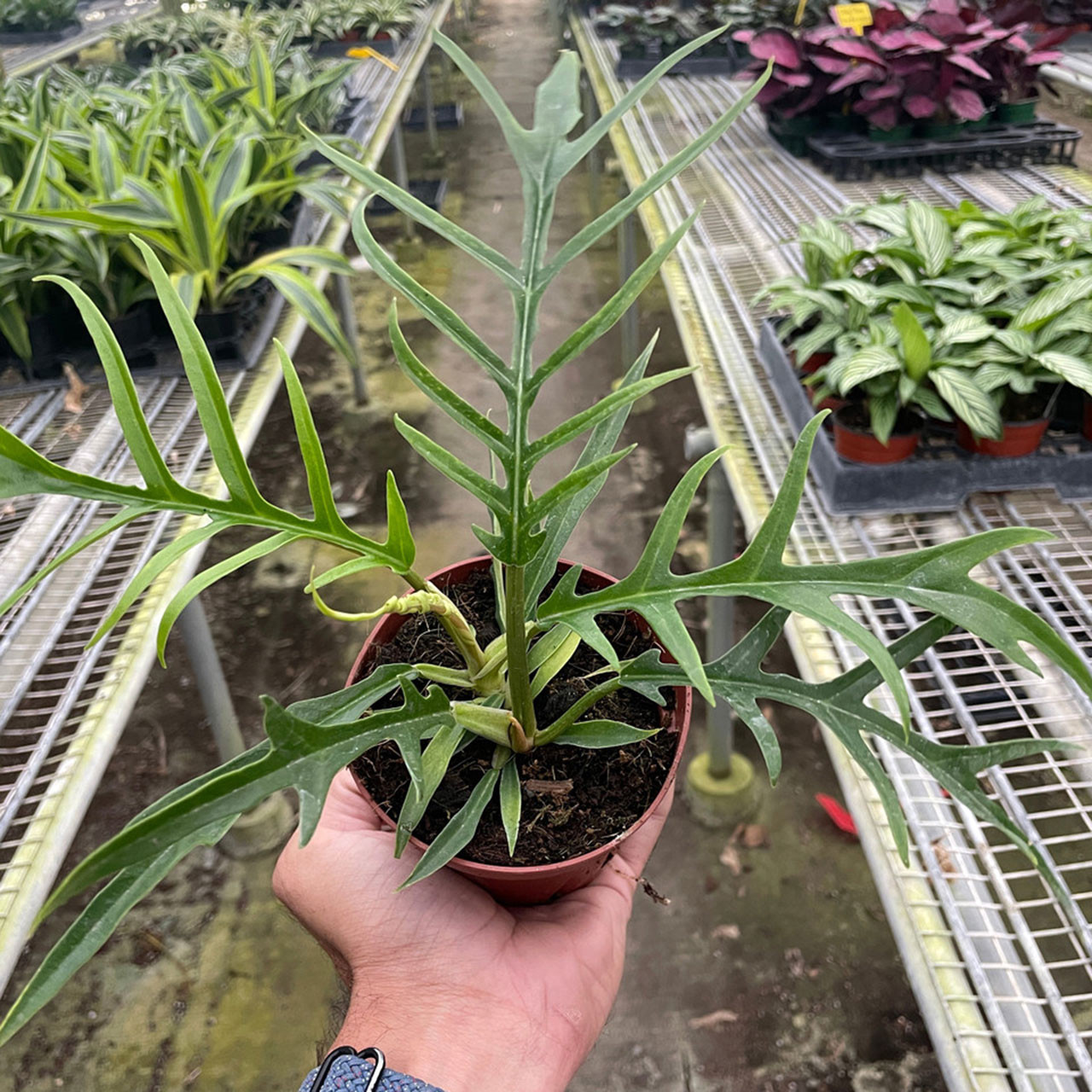 Philodendron 'Tortum' - Mountain Crest Gardens