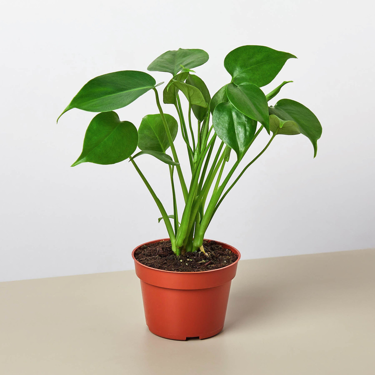 Monstera Bundle - Mountain Crest Gardens