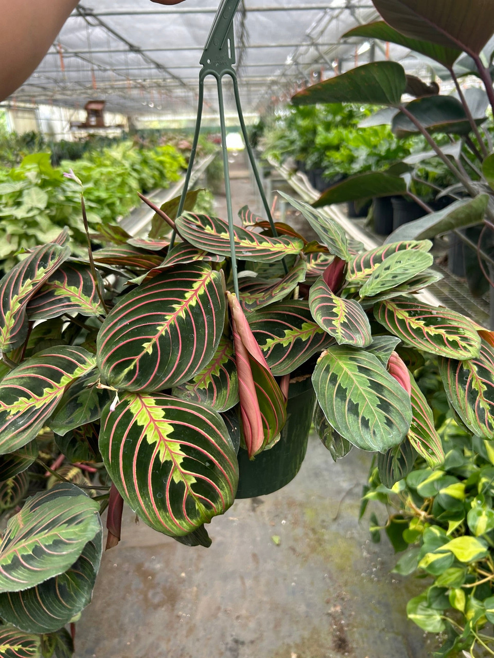 Maranta Red Prayer - Mountain Crest Gardens