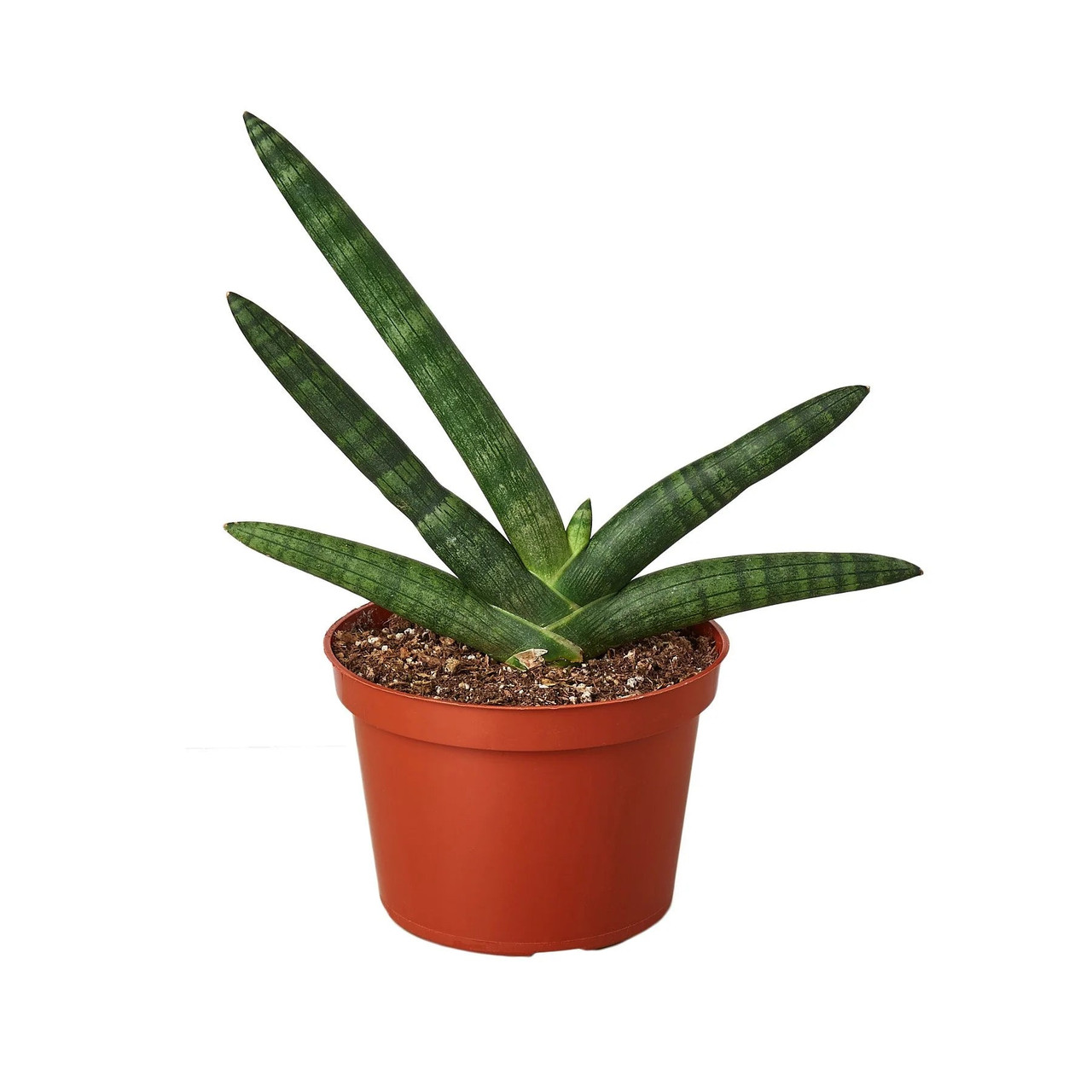 Mountain Crest Gardens Snake Plant Starfish