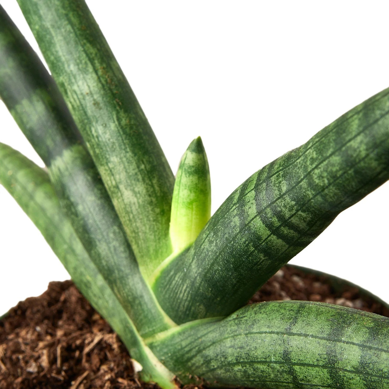 Mountain Crest Gardens Snake Plant Starfish - Thumbnail 3