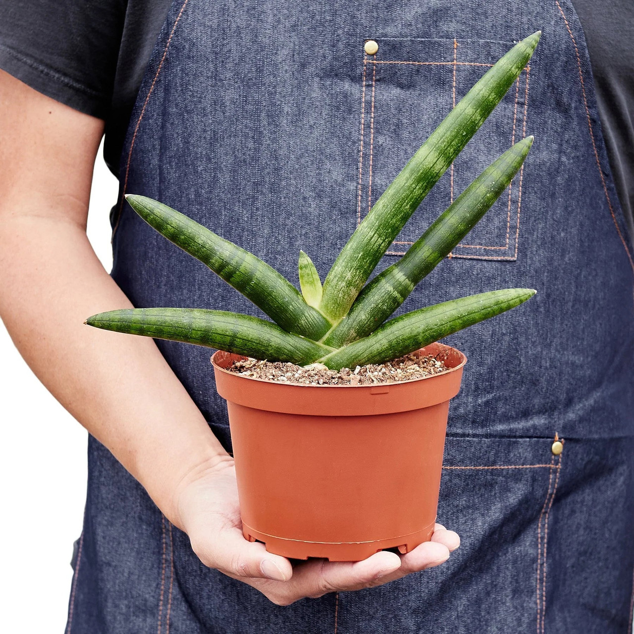 Mountain Crest Gardens Snake Plant Starfish - Thumbnail 4