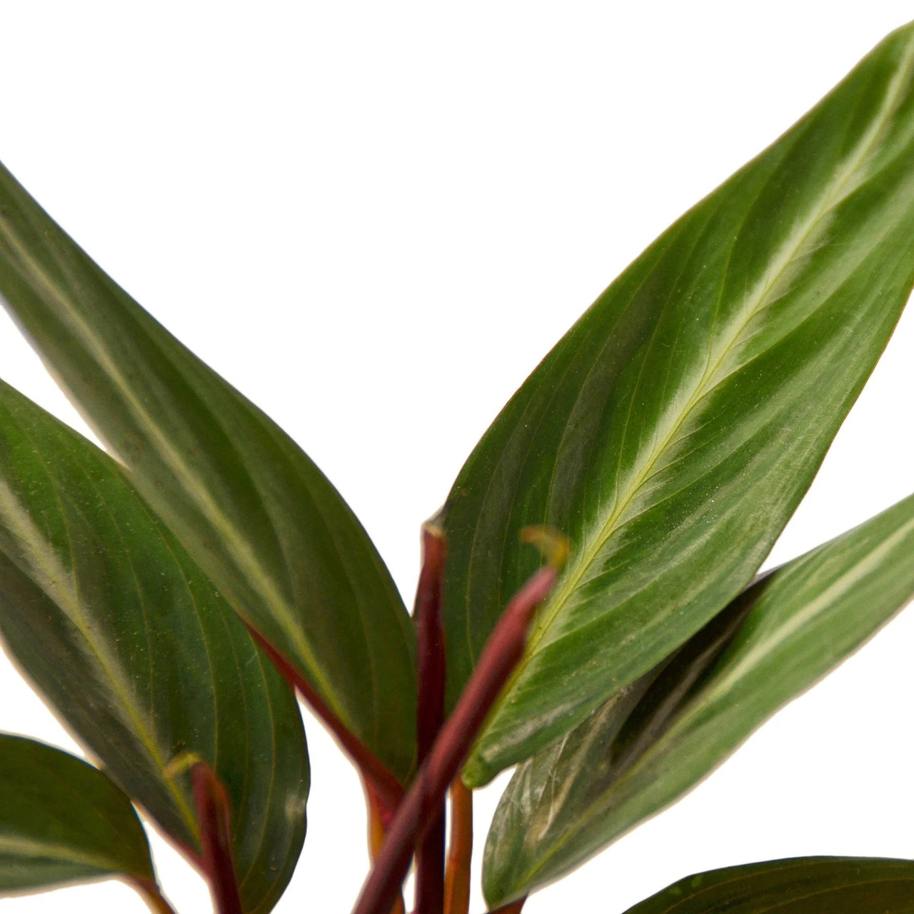 calathea raumklima Calathea Roseopicta