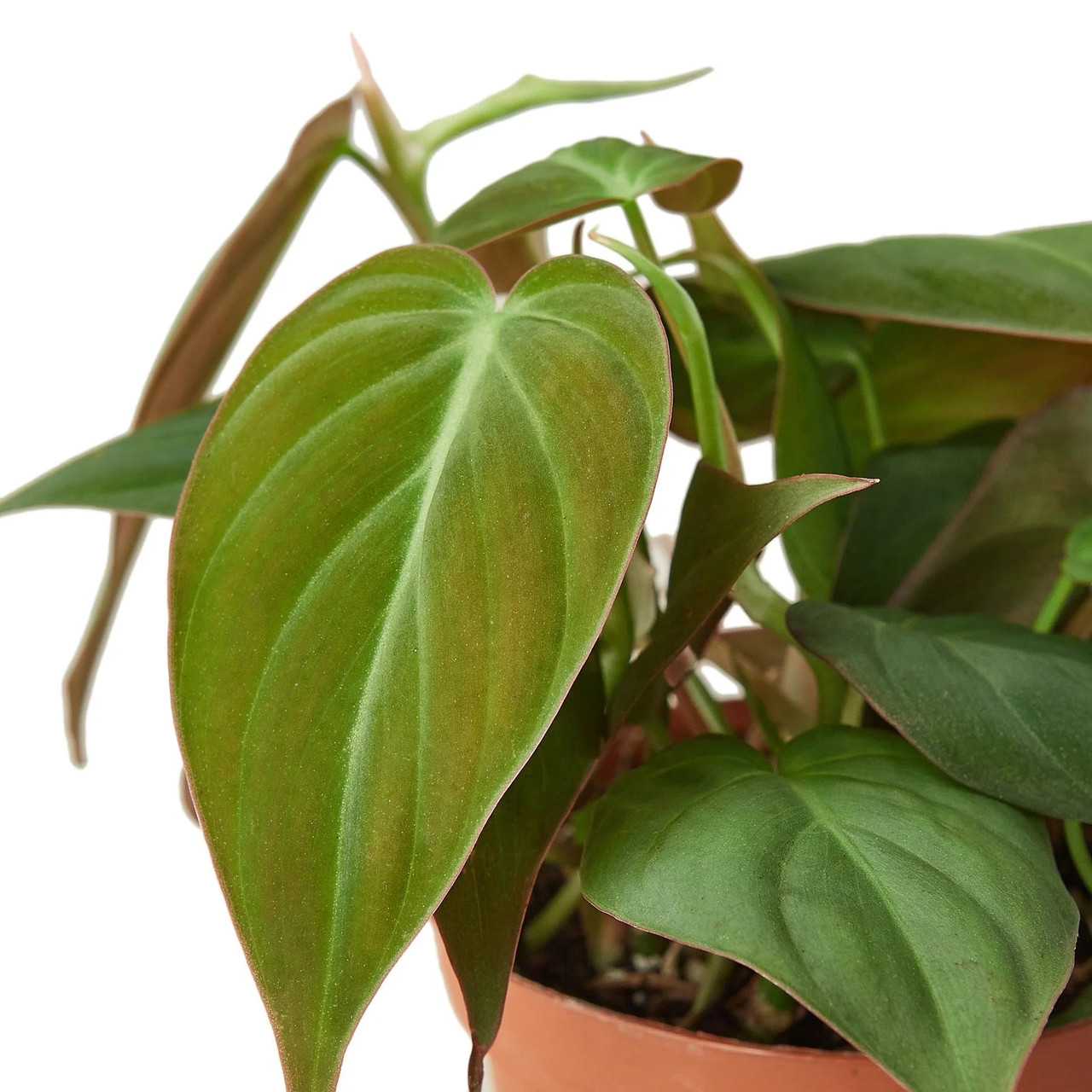 Philodendron 'Velvet' - Mountain Crest Gardens