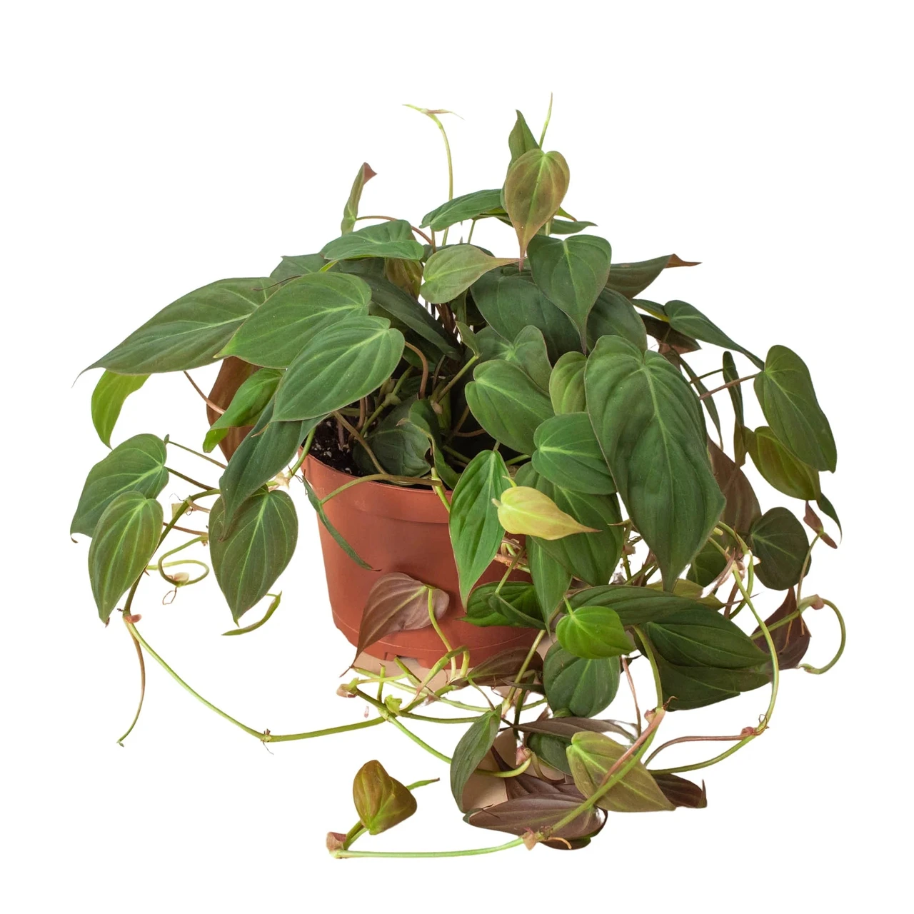 tiger lily plants for sale Abutilon ‘Tiger Lily’ For Sale – Logee's Plants