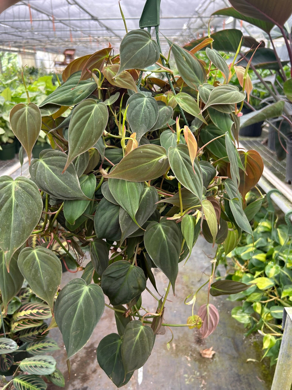 Philodendron 'Velvet' - Mountain Crest Gardens