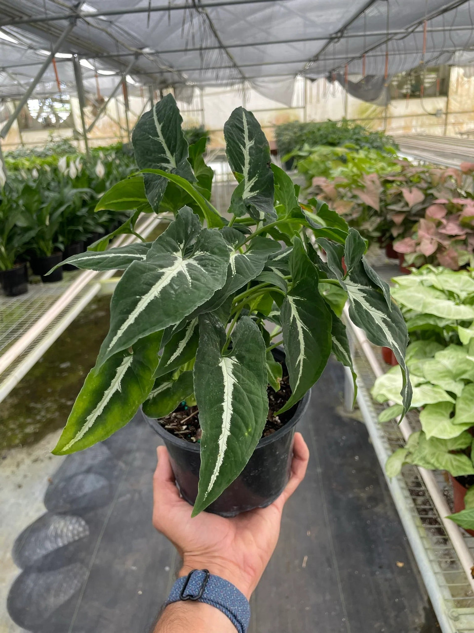 photinia fraseri kaufen 15 Gal. Red Tip Photinia (Photinia x fraseri Multi) main image 0