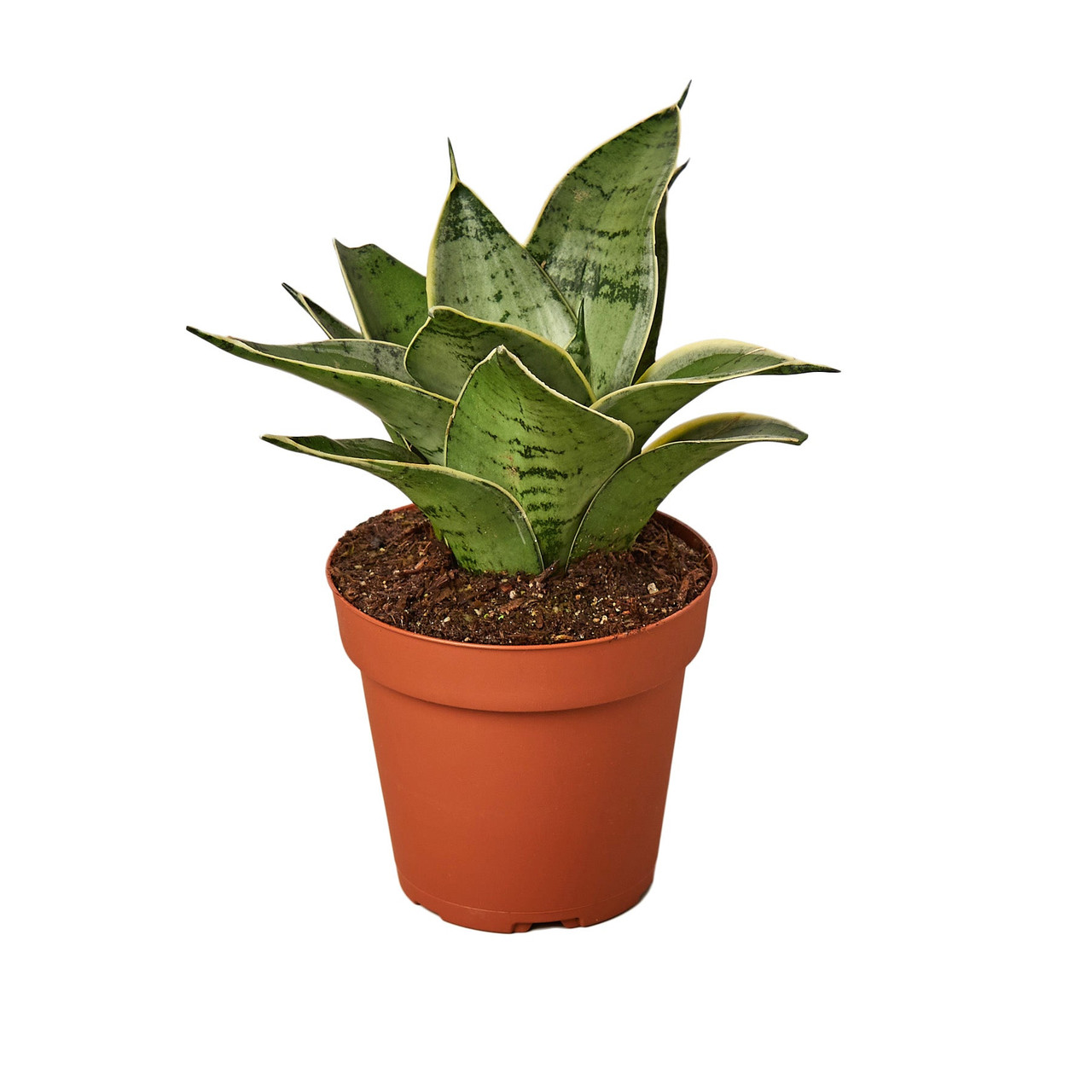 Snake Plant Starlight - Mountain Crest Gardens